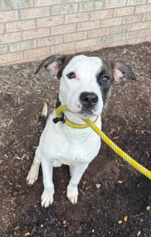 Ellington, Pit Bull Terrier, available for adoption