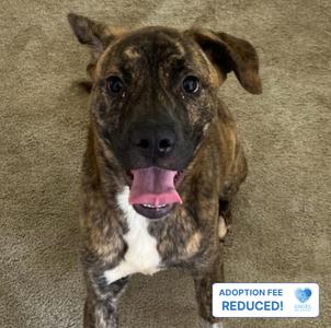 A brindle dog with a white chest and pink tongue sticking out, sitting on a carpeted floor. The dog has a happy expression and is looking directly at the camera. In the bottom right corner, there is a blue and white label that says "ADOPTION FEE REDUCED!" with a heart symbol.