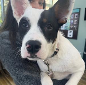 Fortiss, Terriers (Medium), puppy, available for adoption