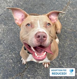 A brown and white pit bull terrier with a pink nose and blue eyes, sitting on a paved surface, looking up with its mouth open and tongue out. The image has a text overlay in the bottom right corner that says "ADOPTION FEE REDUCED!" with a blue heart icon.