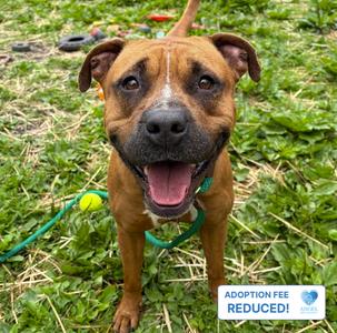 Gabby aka Grandella, American Pit Bull Terrier, adult, available for adoption