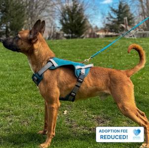Fireball, Belgian Malinois, young, available for adoption