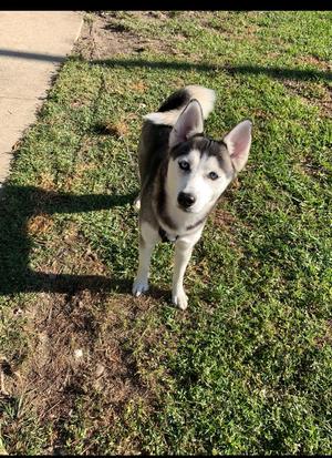 Cleo ( Cell Dog), Husky, senior, available for adoption