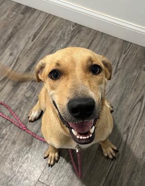 A happy tan dog with a black nose looking up at the camera while wearing a pink leash.
