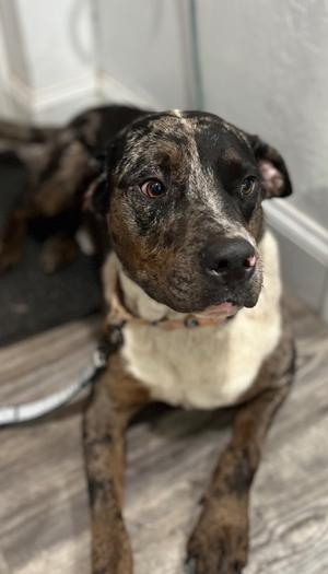 Blu, Labrador Retriever/Mixed Breed, adult, available for adoption