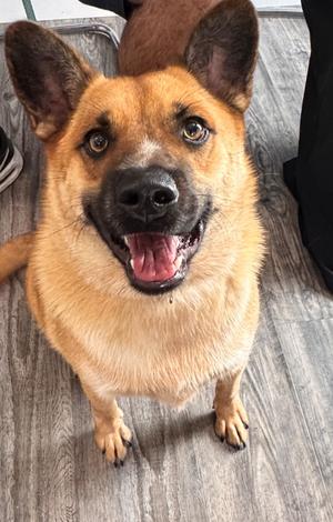 Bruno (Cell Dog), German Shepherd Dog/Mixed Breed, young, available for adoption