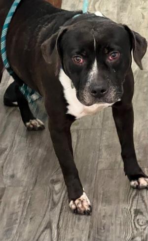 Major, Mixed Breed, adult, available for adoption
