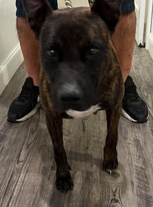 Emilee, Dutch Shepherd, adult, available for adoption