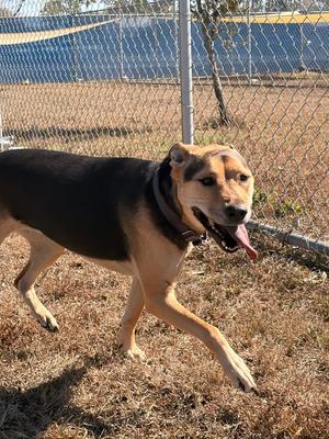 Daisy, Black Labrador Retriever/Black Mouth Cur, adult, available for adoption