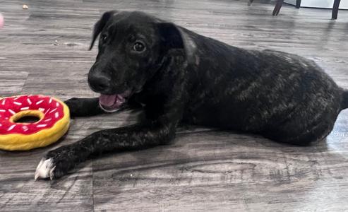 Shania, Labrador Retriever, adult, available for adoption