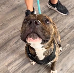 A brindle and white pit bull dog with a black harness looks up at the camera. Part of a person's legs and feet are visible in the background.