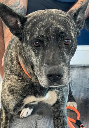 Coco (Yo-Yo), Cattle Dog/Mixed Breed, adult, available for adoption