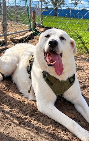 Phoenix, Akbash/Mixed Breed, adult, available for adoption