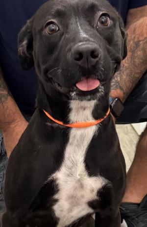 Dumbo, Labrador Retriever/Mixed Breed, adult, available for adoption