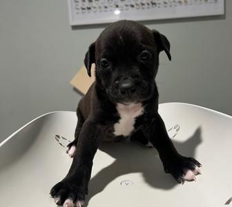 Jazzy, Mixed Breed, puppy, available for adoption