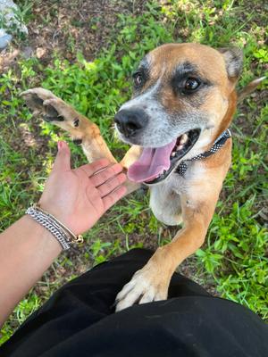 Addison, Black Mouth Cur/Mixed Breed, senior, available for adoption