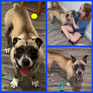 Kilo (Cell Dog Graduate), Hound/Mountain Cur, adult, available for adoption