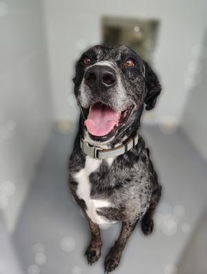 A happy dog with its tongue out wearing a collar.