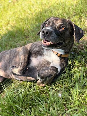 Hazel, Hound/Mixed Breed, adult, available for adoption