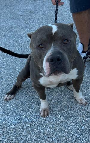 Dingo (Cell Dog), Pit Bull Terrier/Mixed Breed, adult, available for adoption