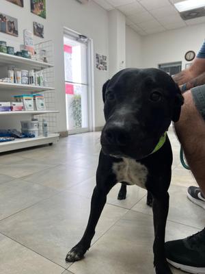 Wisky, Labrador Retriever/Mixed Breed, adult, available for adoption