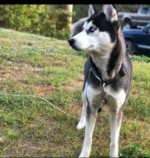 Mya, Husky, senior, available for adoption