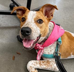 Koda (cell dog), Australian Cattle Dog/Blue Heeler, young, available for adoption