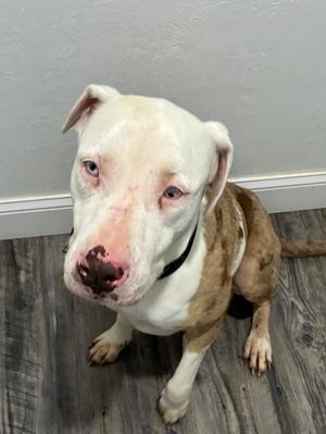 Luna, Catahoula Leopard Dog, adult, available for adoption