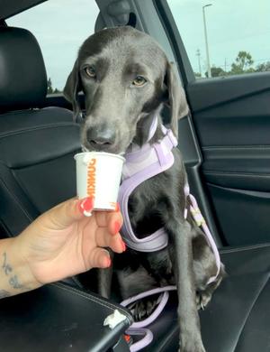 Stormi, Labrador Retriever/Mixed Breed, adult, available for adoption
