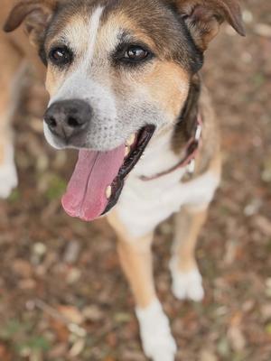 Luke, Husky/Hound, adult, available for adoption