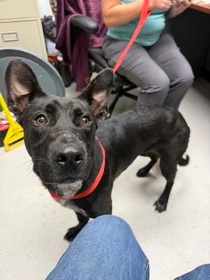 Ziva, Labrador Retriever and Australian Cattle Dog, adult, available for adoption