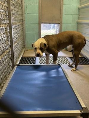 Hannah, Pit Bull Terrier Mix, adult, available for adoption
