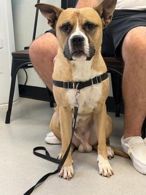 Pancake, German Shepherd Dog Mix, adult, available for adoption