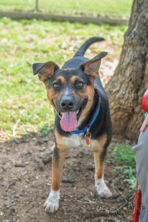 A happy dog with a black, brown, and white coat, wearing a blue collar, standing outdoors with its tongue out.