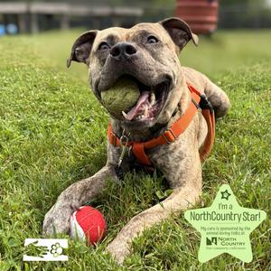 Kahuna, Mixed Breed (Large), adult, available for adoption