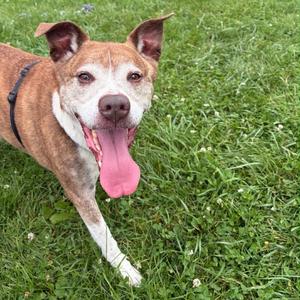 Jasper, Mixed Breed (Medium), senior, available for adoption