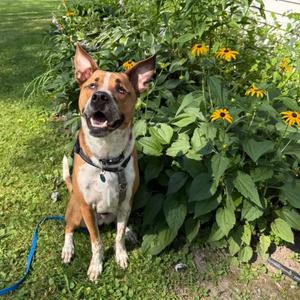 Twiggy, Mixed Breed (Medium), adult, available for adoption