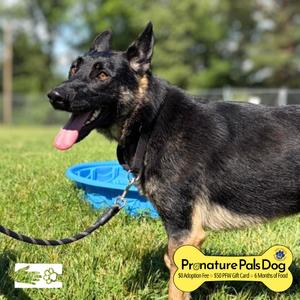 Beowulf, Shepherd, German, young, available for adoption
