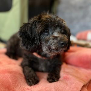 Dilly Bean, Chihuahua, senior, available for adoption