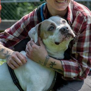 Frank, Mixed Breed (Medium), adult, available for adoption
