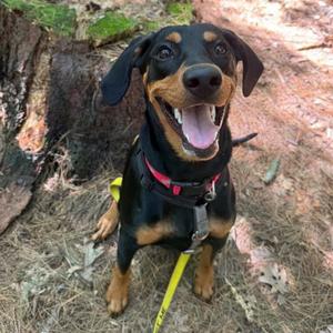 Omelette, Hound, Plott, available for adoption