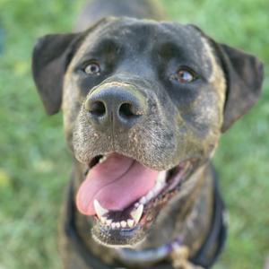 Earl, Mixed Breed (Large), young, available for adoption