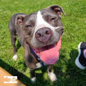 Jayda, Mixed Breed (Medium), senior, available for adoption
