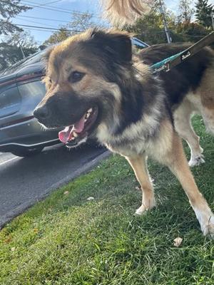 A fluffy dog with a mix of brown and black fur, wearing a blue collar, standing on grass with its mouth open and tongue out, appearing happy. The background shows a parked car and some trees.