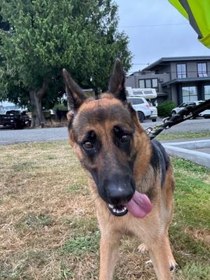 Stephanie, German Shepherd Dog Mix, adult, available for adoption