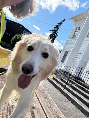 Olly, Border Collie Mix, adult, available for adoption