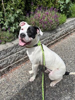Hendrix, Pit Bull Terrier Mix, young, available for adoption