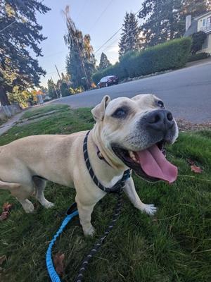 Clyde, Pit Bull Terrier Mix, adult, available for adoption