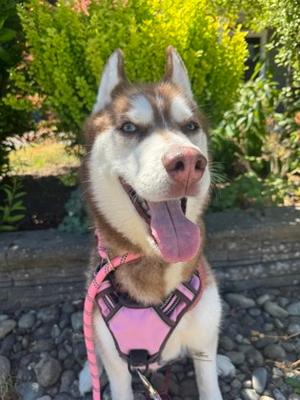 Melly, Siberian Husky Mix, senior, available for adoption