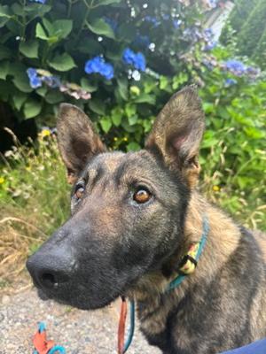 Raza, German Shepherd Dog Mix, senior, available for adoption